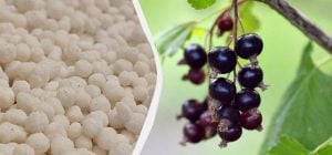 Що робити зі смородиною навесні: 4 кроки, щоб зібрати вдвічі більше ягід