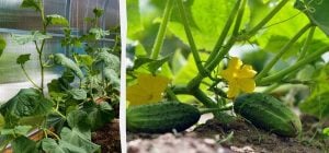 Эти культуры защитят огурцы от вредителей и палящего солнца: что посадить рядом на грядке