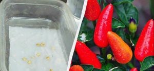Семена перца замочили перед посевом: урожай собрали раньше всех соседей