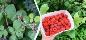 Ці рослини назавжди знищать кущі малини: їх не можна висаджувати поруч із ягодами