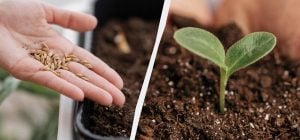 Зійде протягом тижня: як правильно пророщувати насіння перцю в домашніх умовах