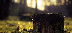 Как убрать пень без лопаты и техники: простой способ, о котором мало кто знает