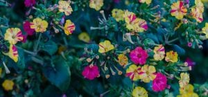 Рослини для нічного саду, які зроблять сад ароматним та привабливим для запилювачів