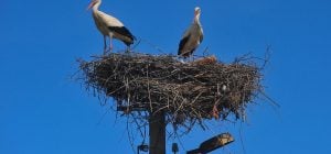 Синоптикиня розказала, яка погода чекає на українців у день весняного рівнодення