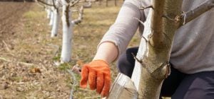 Чем и когда лучше всего белить деревья: ни один вредитель не подойдет