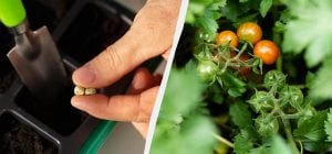 Ростки появятся уже на третий день: как быстро прорастить семена томатов