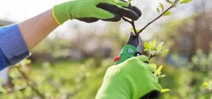 Садоводам напомнили - пора обрезать персики: какую ветку надо удалить обязательно