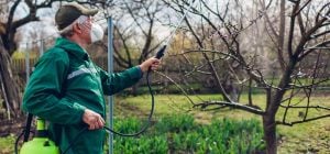 Мудрые садовники опрыскали сад одним средством: ни одно дерево не заболело