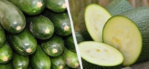 Одни для урожайности, другие для вкуса: какие сорта кабачков выбрать на огород