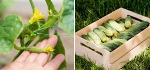 Огірки ростуть як на дріжджах: добриво з холодильника, про яке мовчать дачники