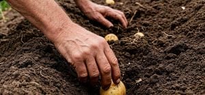 Коли садити картоплю у квітні 2026: сприятливі та несприятливі дні за місячним календарем