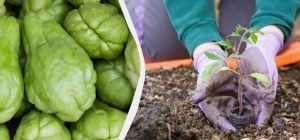 Чому вам обов’язково слід посадити чайот на городі: чим корисна ця рослина