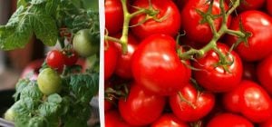 Помидоры на подоконнике можно вырастить из одного свежего: как это сделать