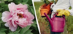 Натуральні "стероїди" для півоній: чим підгодувати квіти без хімії