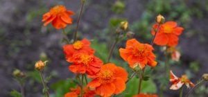 10 многолетних цветов, которые с годами становятся только лучше: эксперты назвали сорта