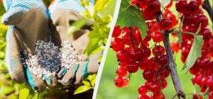 Смородину обов’язково потрібно підгодувати навесні: всього жменя добрива на кущ