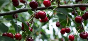 Как получить хороший урожай вишни: эксперты рассказали, что любят вишневые деревья