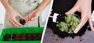 Это знают только опытные садоводы: как правильно пикировать томаты и другую рассаду