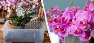 Буде квітнути цілий рік: як правильно пересаджувати та розмножувати орхідею