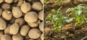 Почему у соседа картошка лучше: все решает один момент - и большинство его игнорирует