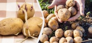 Как проращивать картошку перед посадкой - на свету или в темноте: какая лучше растет
