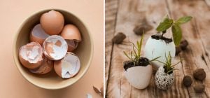 Як використовувати яєчну шкаралупу на городі: 7 способів, про які багато хто не знає