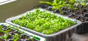 Як пробудити врожай: у чому замочувати насіння, щоб не витрачати час даремно