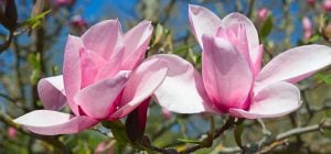 Пишне цвітіння та гігантські бутони: головні секрети догляду за магнолією