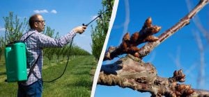 До кінця сезону про шкідників можна не турбуватися: чим обприскувати дерева вже зараз