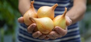 Все о выращивании лука на своем огороде: эксперты собрали все секреты в одном месте