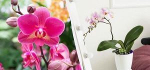 Как ухаживать за орхидеей в апреле - 5 обязательных шагов