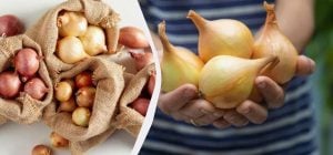 8 сортов лука-севка, которые никогда не стрелкуются: на что смотреть при покупке луковиц