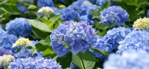 Королеви тінистого саду: 4 рослини, які прикрасять затінений куточок