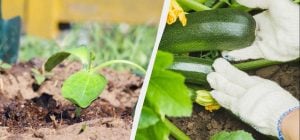 Починати саджати кабачки насінням можна лише з цього дня: не раніше, не пізніше