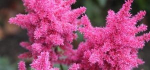 Що посадити в тіні: ці квіти перетворюють "мертвий" куток на розкішний сад