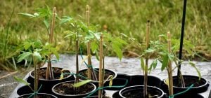 Рассада помидоров будет крепкой без магазинной "химии": что добавить в воду при поливе