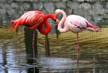 В Одесскую область прилетели первые в этом году розовые фламинго (видео)