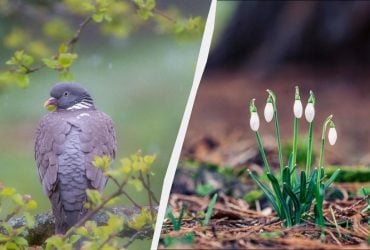 Синоптики дали прогноз погоди на березень 2026: коли прийде справжнє весняне тепло