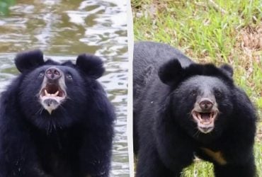 27 років у темряві: неймовірна реакція ведмедя, який вперше в житті побачив небо (відео)