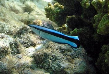 Эти крошечные рыбы поразили ученых навыком, который есть только у некоторых млекопитающих