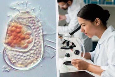 Загадочный недо-вирус: японские ученые нашли форму жизни, не вписывающуюся в учебники