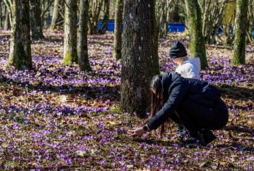 Весна пришла: в дендропарке на Закарпатье начали цвести первые крокусы (фоторепортаж)
