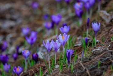 Крокусы в дендропарке "Березинка" в Закарпатье