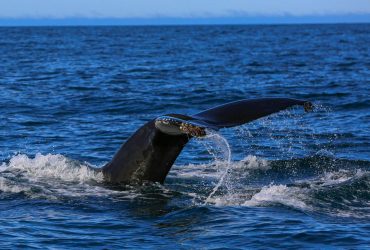 Призрак океана: ученые пять лет слышали в глубинах странный голос и наконец выяснили, чей он