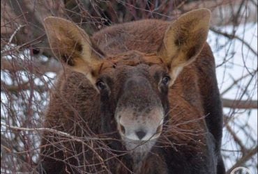 Возле Чернобыля заметили лося, который улыбнулся на камеру (фото)