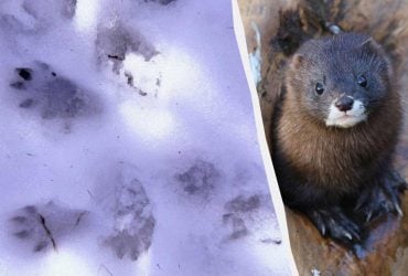В Одесской области зафиксировали следы редкого животного: что о нем известно (фото)