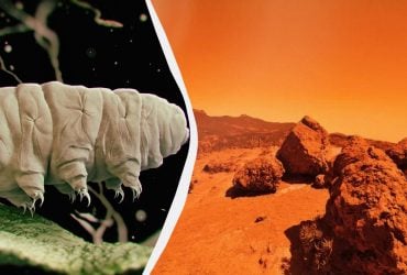 Выжить на Марсе оказалось не по силам даже тихоходкам, пережившим открытый космос