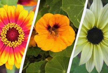 От семян до бутонов за 45 дней: какие цветы растут быстрее всего