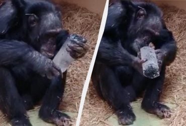 Любителі скарбів: шимпанзе виявили несподівану зацікавленість блискучими кристалами