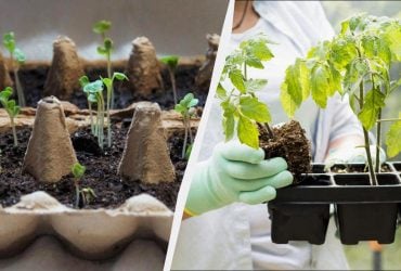 Март - месяц рассады: какие 6 овощей обязательно нужно успеть посадить